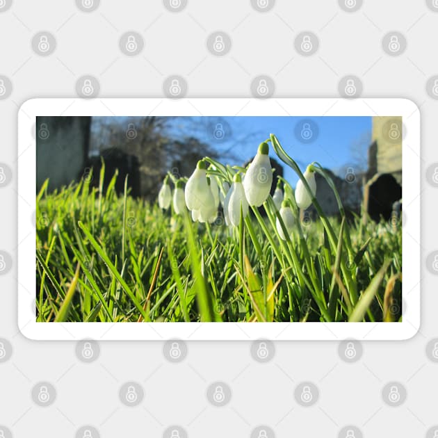 Churchyard Snowdrops in the Sunshine Magnet by Natural Distractions